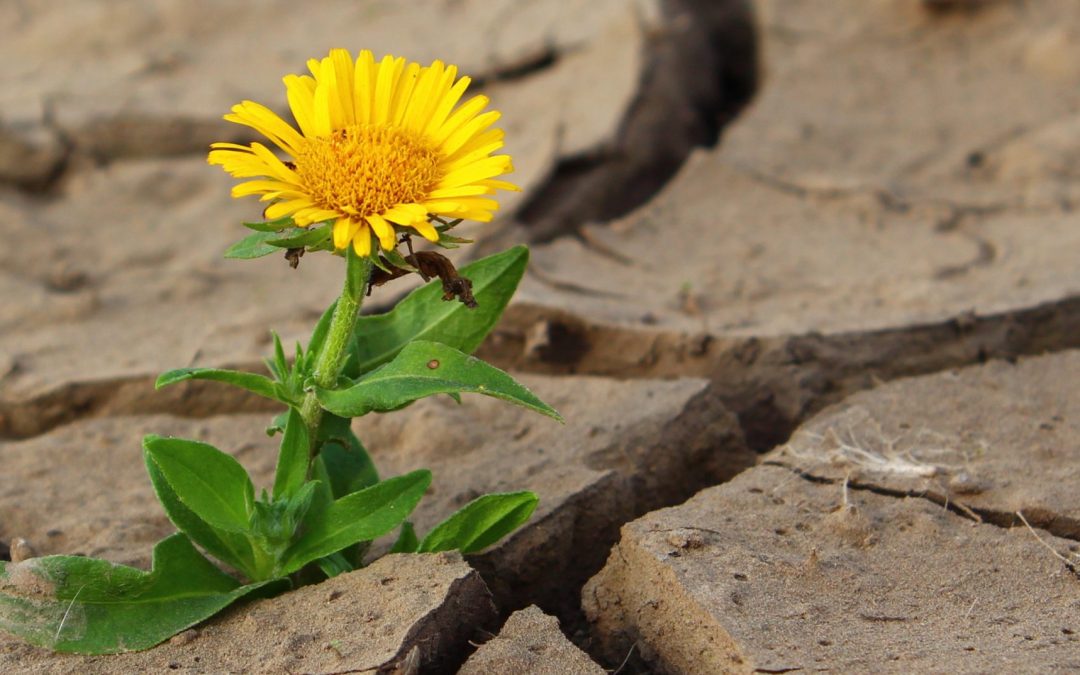 Studiedag Droge tijden, natte tijden, omgaan met droogte